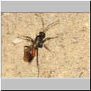 Priocnemis perturbator - Wegwespe w001e 11mm - Sandgrube Niedringhaussee-det.jpg